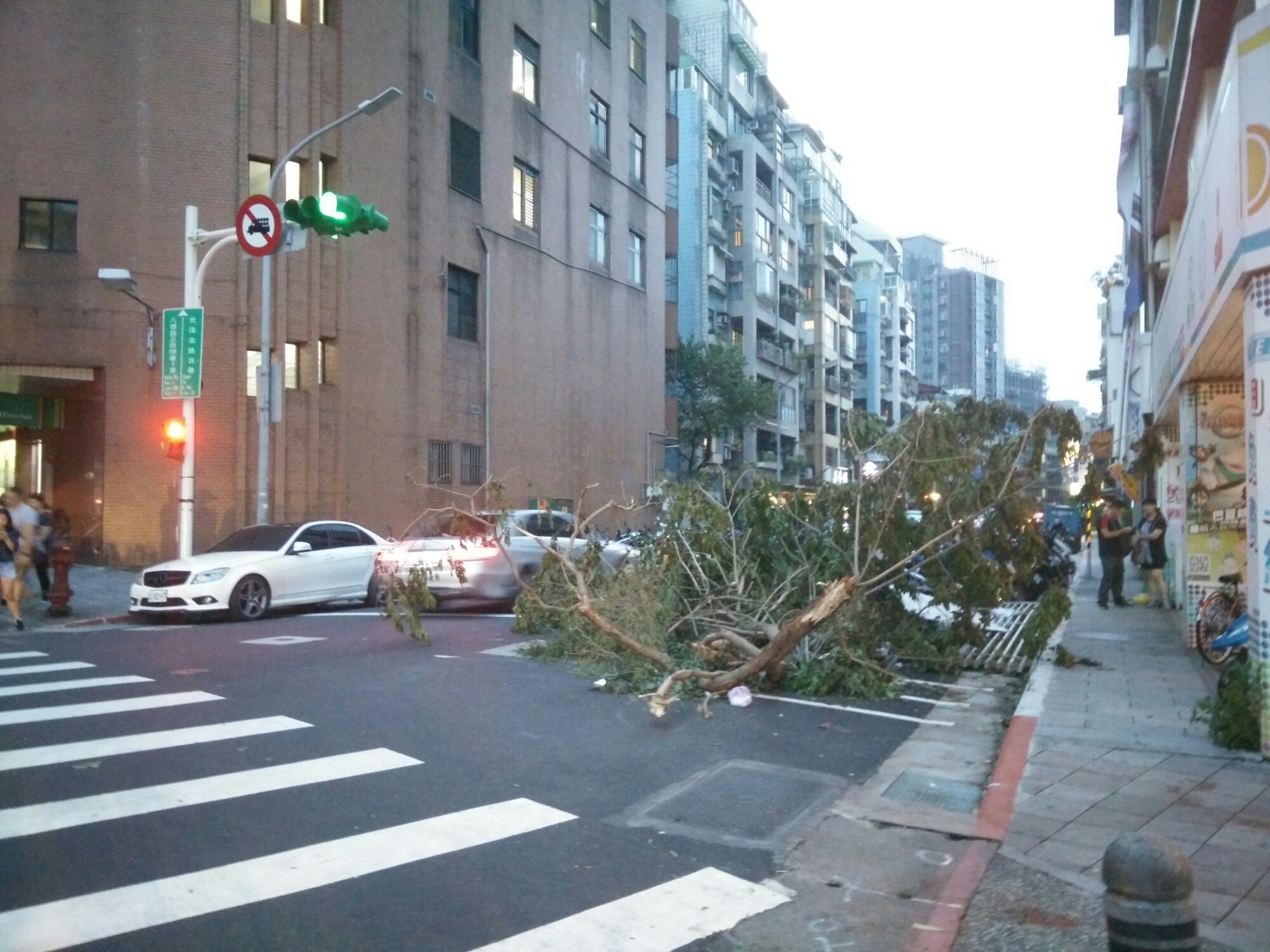 Typhoon Megi: fallen tree in Taipei